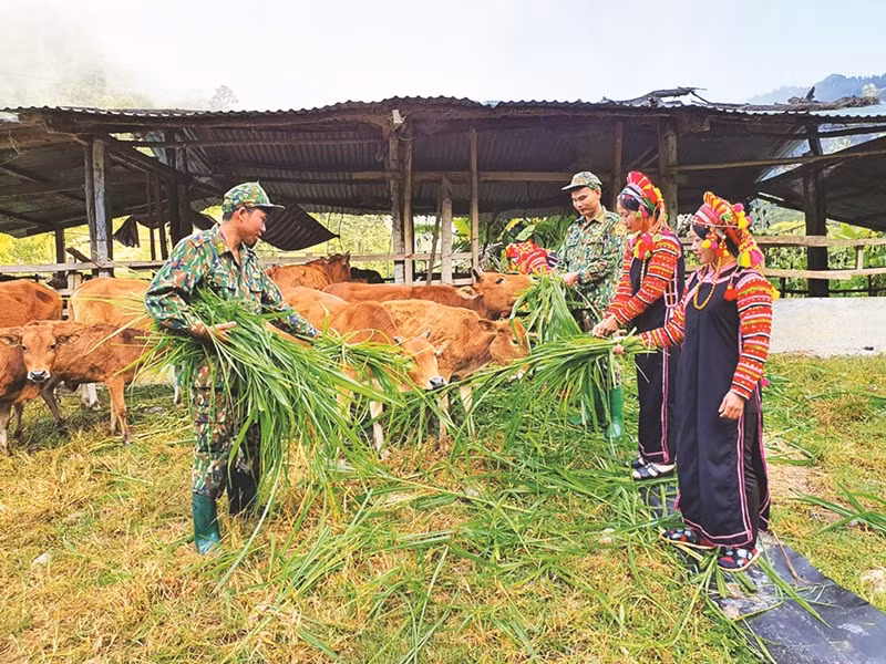Bộ đội Biên phòng tỉnh Lai Châu hướng dẫn đồng bào La Hủ kỹ thuật chăn nuôi bò. (Nguồn: Báo Dân tộc và Phát triển)