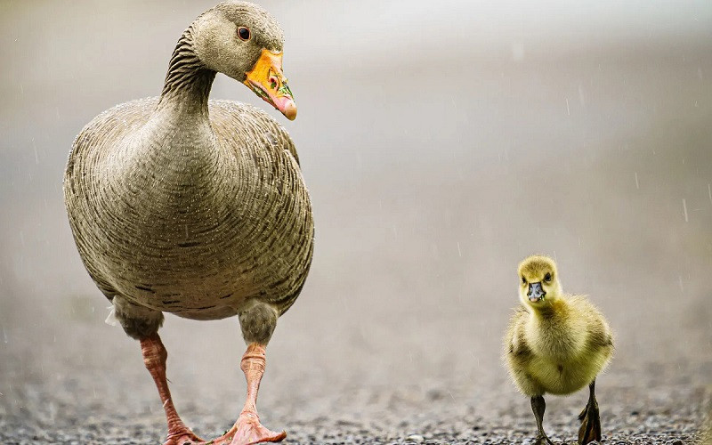 Những bức ảnh ấn tượng về động vật hoang dã trong tuần