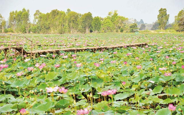 Mùa sen nở đã trở thành thương hiệu du lịch của Đồng Tháp.