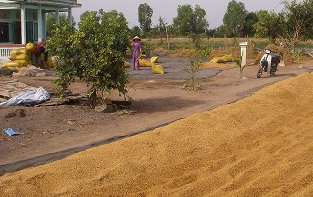 Vĩnh Lợi là huyện trọng điểm trồng lúa của tỉnh Bạc Liêu.