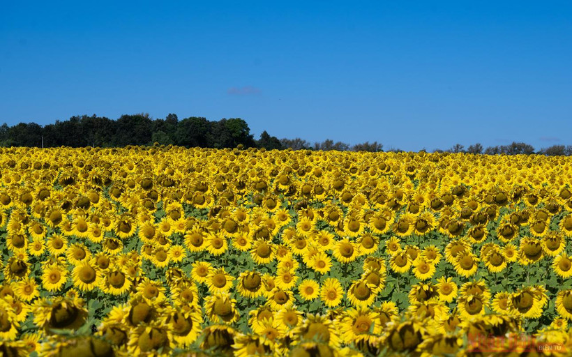 Thăm đồng hướng dương ở Nga