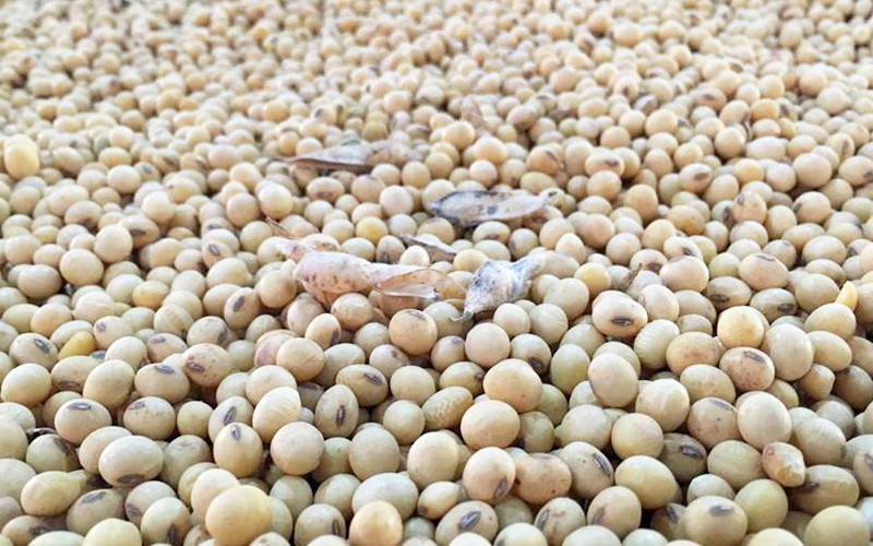 Đối với đậu tương, giá đã giảm mạnh 2,75% về mức 1.618,25 cents/giạ, thấp nhất kể từ cuối tháng 2 đến nay. (Ảnh minh họa: Reuters)