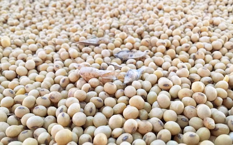 Đối với đậu tương, giá đã giảm mạnh 2,75% về mức 1.618,25 cents/giạ, thấp nhất kể từ cuối tháng 2 đến nay. (Ảnh minh họa: Reuters)