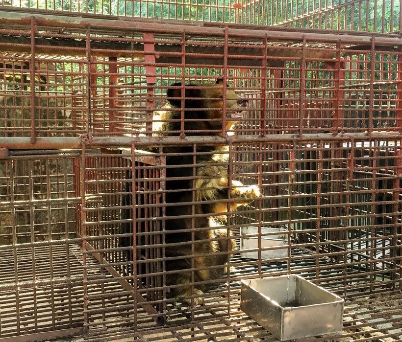 Cá thể gấu đang chờ được cứu hộ.