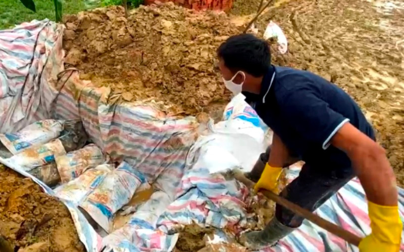 Người dân thôn Thanh Hồng 7, xã Thanh Chăn, huyện Điện Biên, tiêu hủy lợn bệnh.