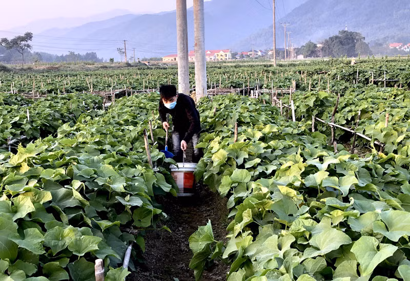 Người dân huyện Tam Đảo, tỉnh Vĩnh Phúc chăm sóc rau vụ đông.