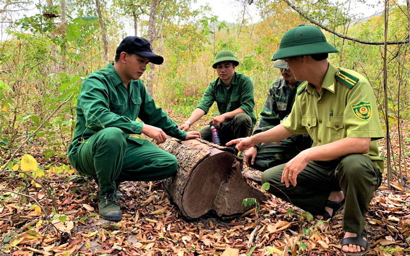 Một khúc gỗ Giáng hương bị khai thác trái phép các đối tượng chưa kịp vận chuyển ra ngoài thì bị lực lượng kiểm lâm Khu BTTN Ea Sô phát hiện, bắt giữ.
