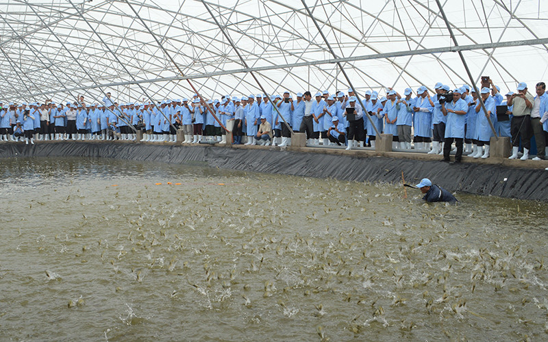 Trang trại nuôi tôm thẻ chân trắng chất lượng cao trong nhà kính của Tập đoàn Việt-Úc ở Bạc Liêu. 