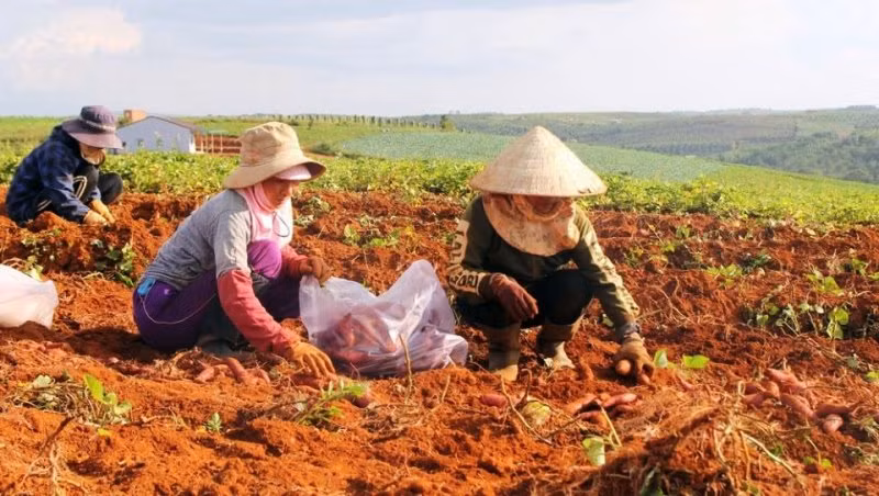 Khoai lang Nhật Bản Tuy Đức, cây trồng chủ lực đã xuất khẩu ra thị trường nhiều nước trong khu vực.