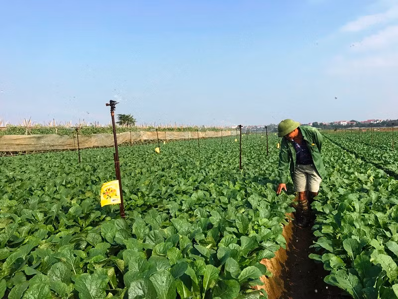 Vùng sản xuất rau an toàn Mê Linh hình thành sau dồn điền đổi thửa. (Ảnh: NGỌC SƠN)