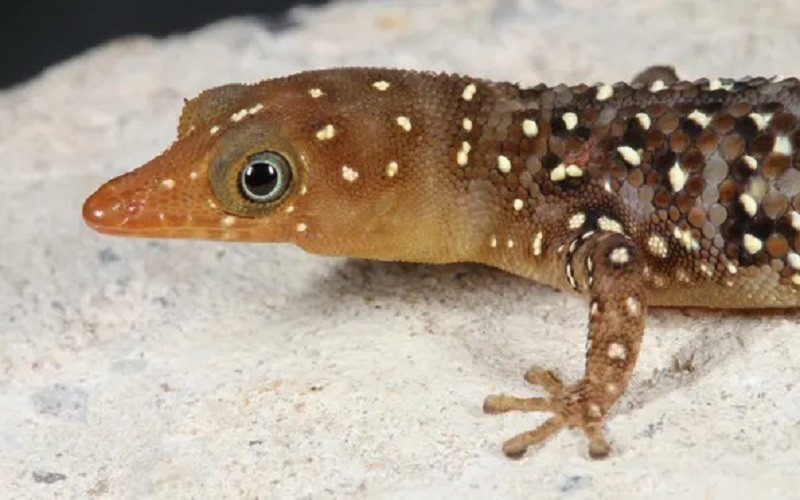 Sphaerodactylus copei, một loài thằn lằn đặc hữu của vùng Caribbe, đang bị đe dọa với môi trường sống bị thu hẹp do nạn khai thác gỗ bừa bãi. (Ảnh: IUCN)