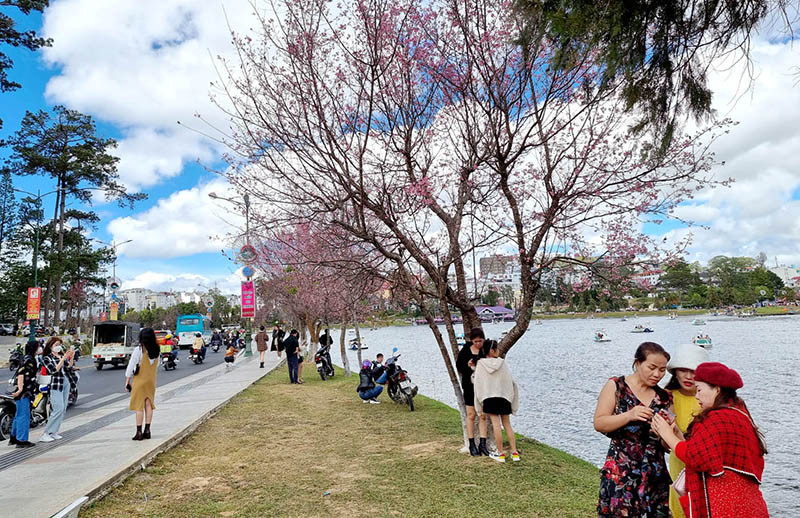 Du khách với không gian hoa mai anh đào bên hồ Xuân Hương-Đà Lạt.