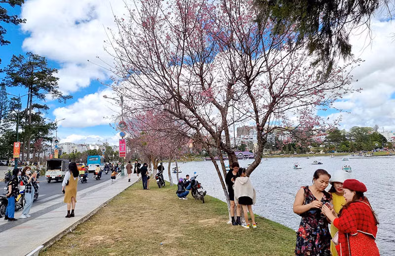 Du khách với không gian hoa mai anh đào bên hồ Xuân Hương-Đà Lạt.