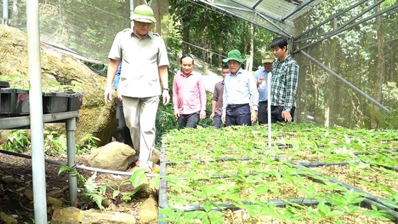 Quảng Nam đầu tư mở rộng diện tích sâm Ngọc Linh.