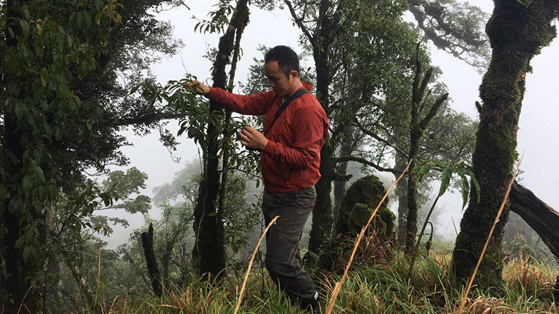 Nhà thực học vật xem xét, đánh giá một loài thực vật tại rừng Mù Cang Chải (Yên Bái).