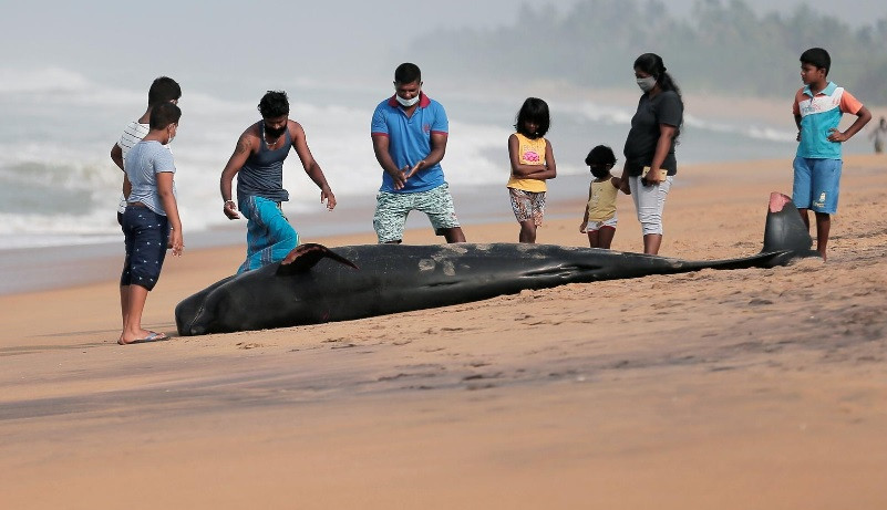 Một con cá voi hao tiêu chết sau khi mắc cạn trên bãi biển ở Panadura, Sri Lanka, ngày 3-11. Ảnh: Reuters.