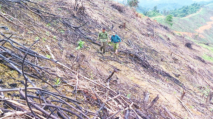 Một mái núi trong 189,3 ha bị khai thác trắng.