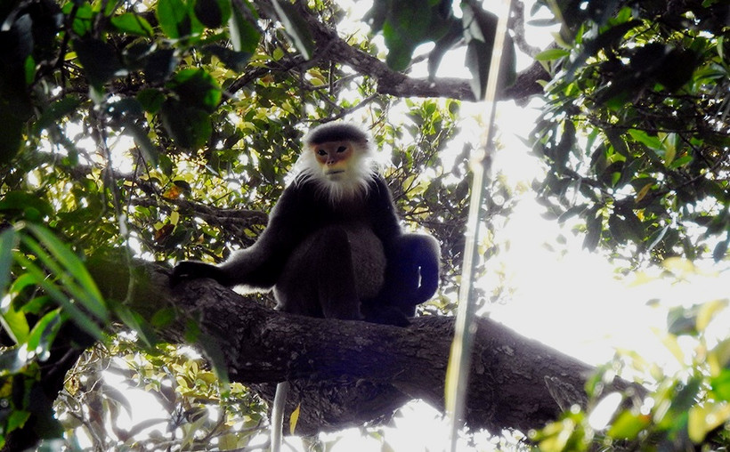 Chà vá chân xám tại Kon Plông. Ảnh: Trịnh Đình Hoàng – FFI. 