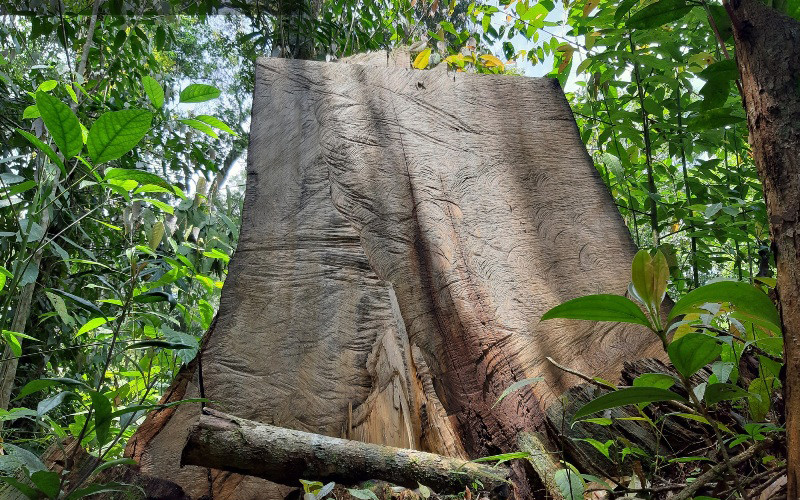 Khai thác lâm sản trái phép ở Vườn quốc gia Hoàng Liên