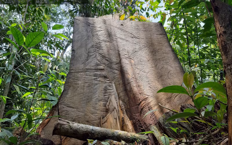 Khai thác lâm sản trái phép ở Vườn quốc gia Hoàng Liên