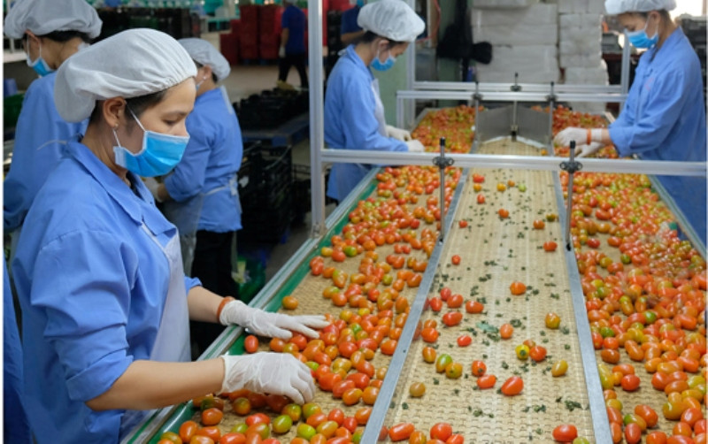 Sau khi EVFTA có hiệu lực, thuế suất nhiều loại rau quả vào EU giảm về 0%. 