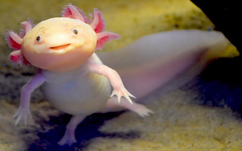 Axolotl, hay còn có tên khác là kỳ giông Mexico hay khủng long 6 sừng. (Nguồn: lithub.com)