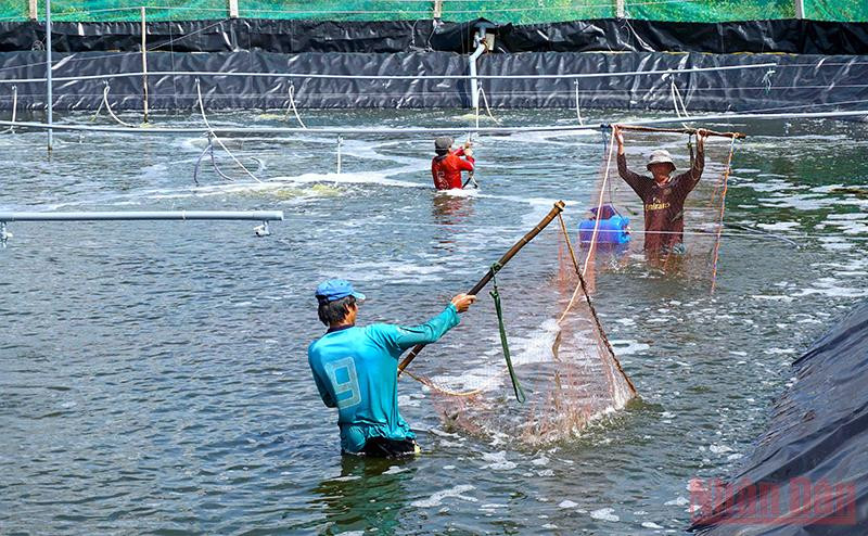 Mô hình nuôi tôm siêu thâm canh giúp nhiều nông hộ xã Tạ An Khương Đông vương lên khá, giàu.