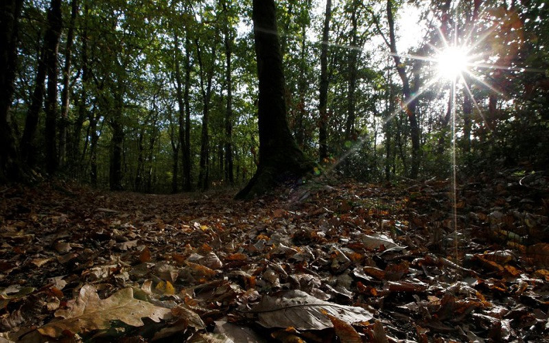 Lá cây rụng vào mùa thu trong một khu rừng ở Vertou, gần Nantes, Pháp, 23/10/2018. (Ảnh: Reuters)