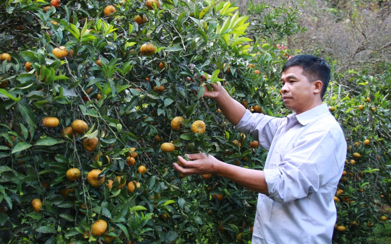 Nông dân xã Chiềng Cọ, thành phố Sơn La (Sơn La) chăm sóc quýt.