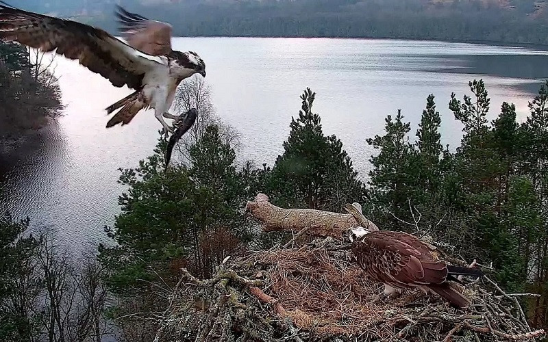 Những bức ảnh ấn tượng về động vật hoang dã