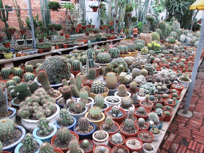 Vườn xương rồng của ông Giác đủ chủng loại.