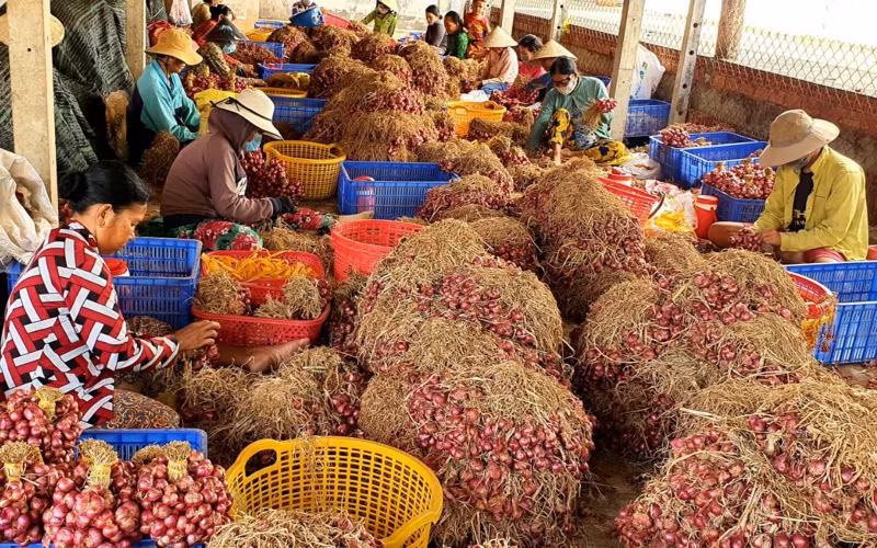 Nông dân Vĩnh Châu canh cánh nỗi lo củ hành tím ứ động, khó tiêu thụ.