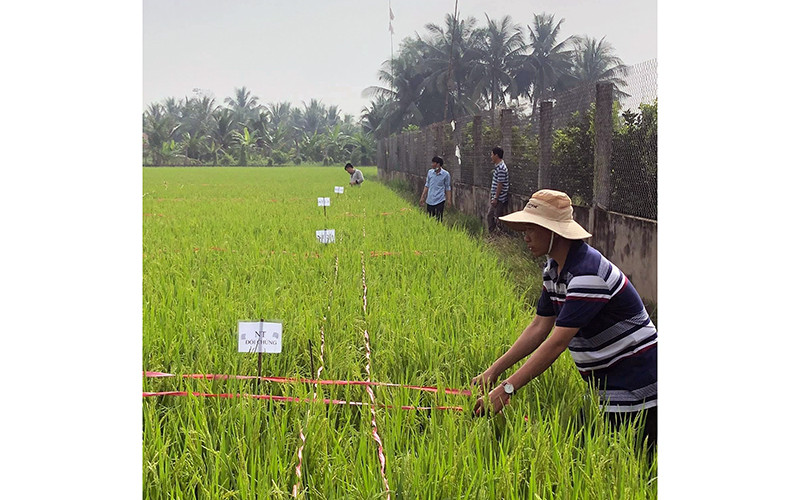 Học viên lớp tập huấn khảo nghiệm thuốc bảo vệ thực vật khu vực phía nam thực tập trên đồng ruộng.