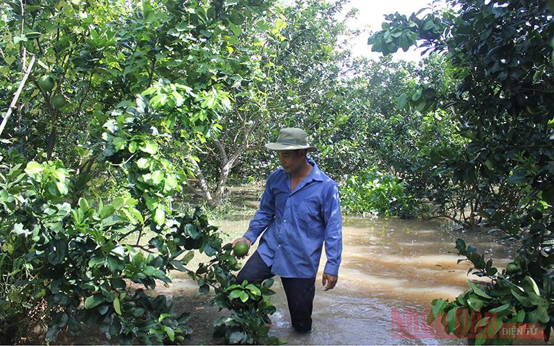 Vườn bưởi da xanh của ông Giang có nguy cơ thiệt hại hoàn toàn.
