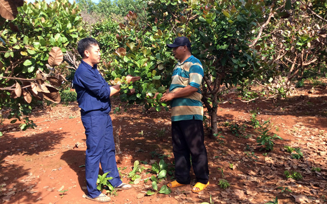 Anh Trần Văn Hải (bên trái) hướng dẫn anh Rơ Lan Binh kỹ thuật chăm sóc vườn điều.