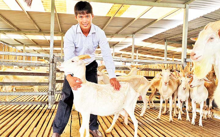 Trang trại nuôi dê của nông dân Lê Minh Hải.