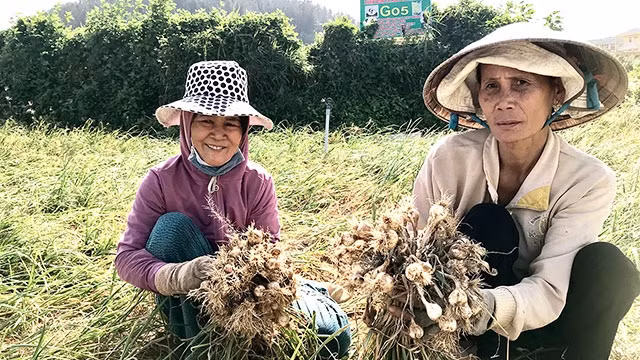 Bà con nông dân thu hoạch tỏi hữu cơ.