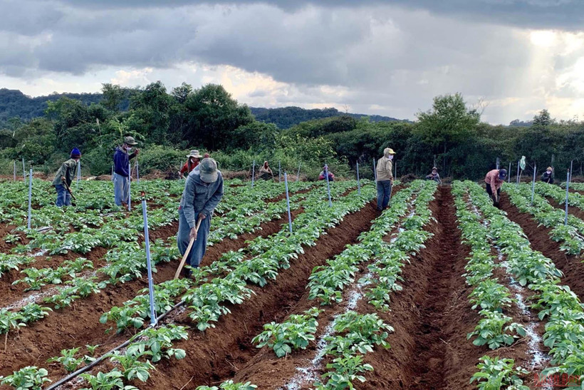 Lao động Lào làm việc tại liên doanh trồng cây nông nghiệp của Tập đoàn Việt Phương tại Sekong, phía Nam Lào. (Ảnh: Xuân Sơn)