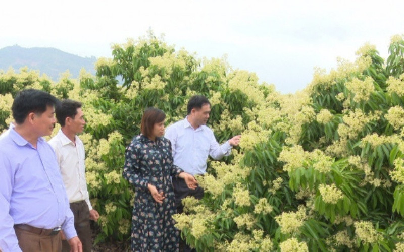 Cán bộ huyện Lục Ngạn, Bắc Giang khảo sát cây vải thiều khi ra hoa.