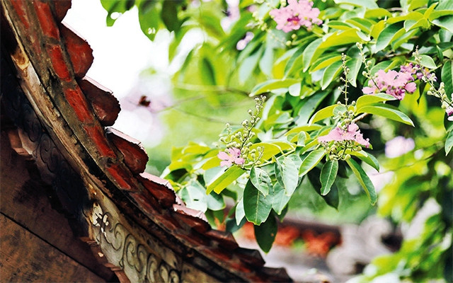 Hoa bằng lăng khoe sắc dưới nắng hè. Ảnh: Thế Đại