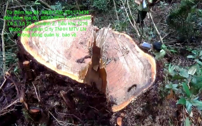 Nhiều cây gỗ pơ-mu hàng trăm năm tuổi với đường kính lớn bị cưa hạ.