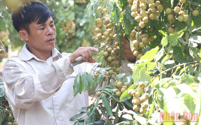 Người nông dân mong muốn được hỗ trợ tiêu thụ.