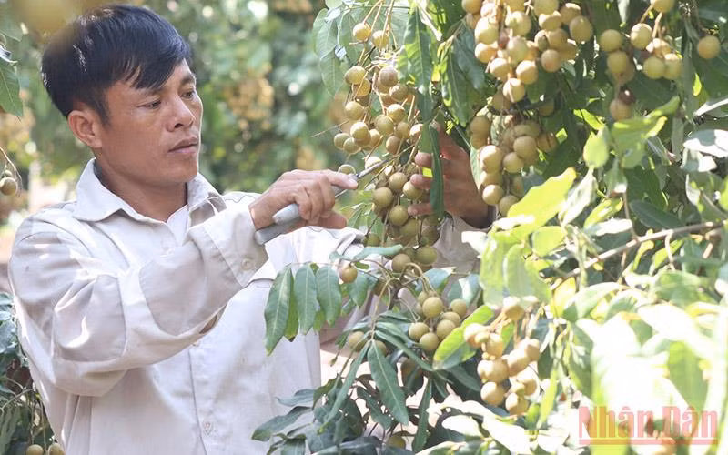 Người nông dân mong muốn được hỗ trợ tiêu thụ.