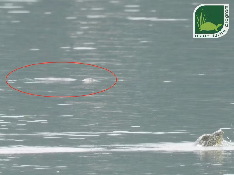 Những bức ảnh đầu tiên chứng minh sự tồn tại của cá thể rùa mai mềm lớn thứ hai tại hồ Đồng Mô. ATP/IMC tin rằng đây là một cá thể Giải Sin-hoe nhỏ. Ảnh: Nguyễn Văn Trọng (ATP/IMC). 