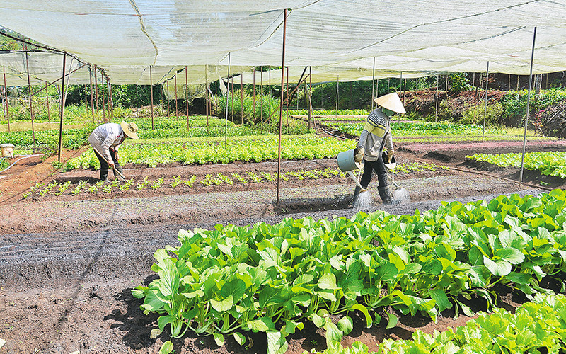 Vừa bảo đảm an ninh lương thực, vừa bảo đảm hiệu quả kinh tế của việc sử dụng đất nông nghiệp là một phép cân đối khó khăn. Ảnh: Mạnh Trường
