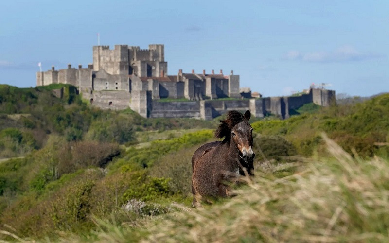 Những bức ảnh ấn tượng về động vật hoang dã trong tuần