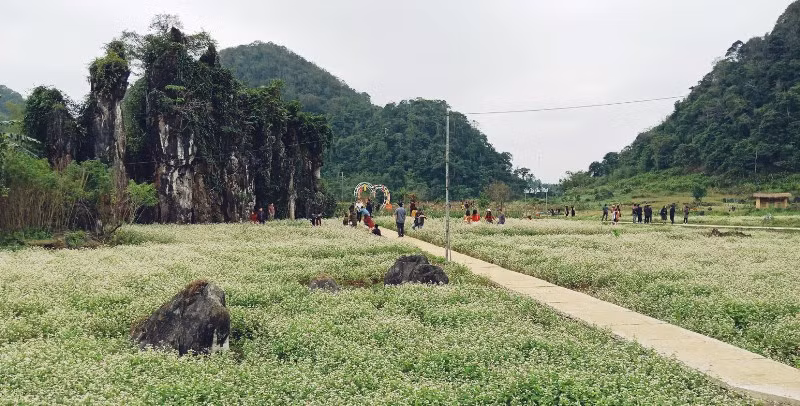 Mùa hoa Tam giác mạch trên Cao nguyên đá Đồng Văn thu hút dự quan tâm lớn từ du khách trong nước.