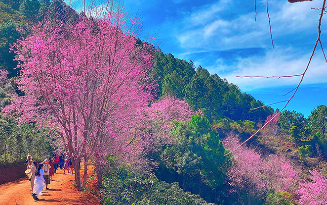 Nét duyên mai anh đào ở Đà Lạt. Ảnh: ANH DŨNG 