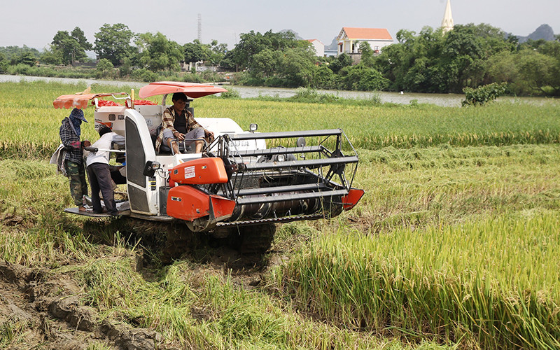 Bà con nông dân tỉnh Ninh Bình thu hoạch lúa đông xuân. (Ảnh: Lê Hồng)