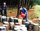 Cao-su xuất sang Trung Quốc tăng khá, được giá